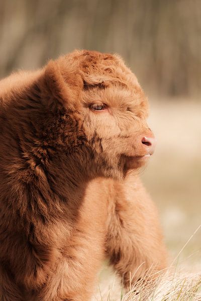Schotse hooglander kalf van Melissa Peltenburg