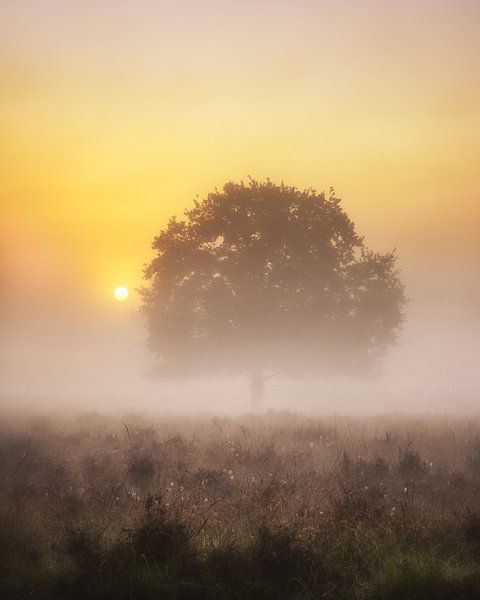 Misty Morning van Bart Hendrix