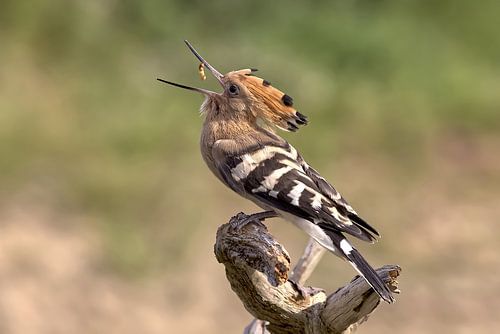 Der Hopfen wirft einen Wurm hoch und fängt ihn.