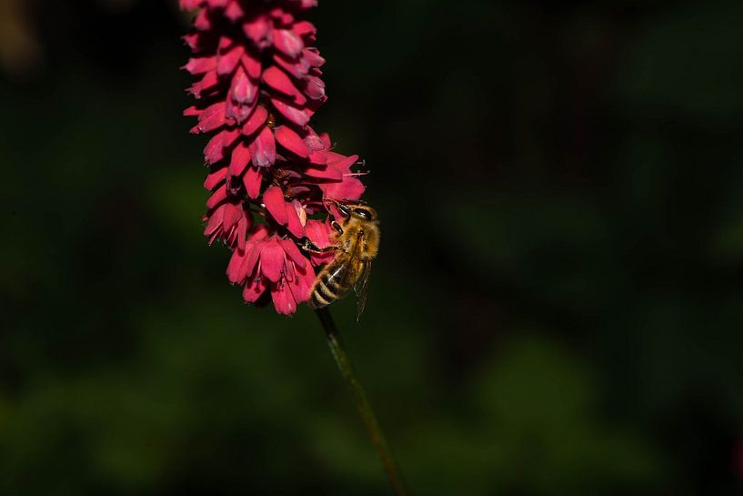 _DSC9141 par Bart Verdijk