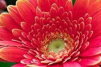 Gerbera "Passion Love"