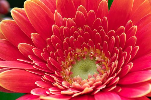 Gerbera "Passion Love"