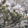 Une fleur de magnolia vue de près au printemps sur Martin Flechsig