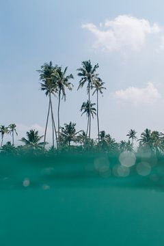 TROPICAL PALMS by STUDIO MELCHIOR