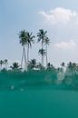 TROPICAL PALMS by STUDIO MELCHIOR thumbnail
