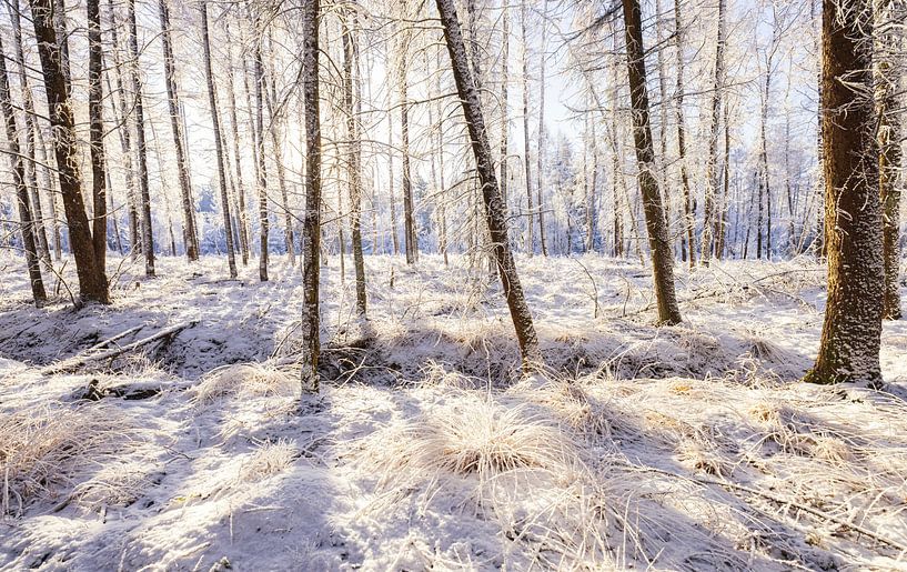 Dwingelderveld - Drenthe (Netherlands) by Marcel Kerdijk