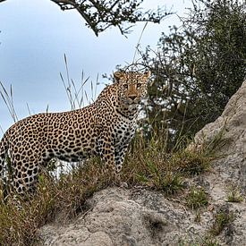 Leopard by Robert Styppa