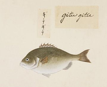 Poisson non identifié, Kawahara Keiga