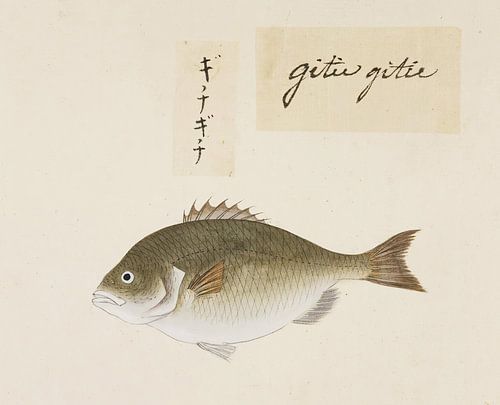 Nicht identifizierter Fisch, Kawahara Keiga