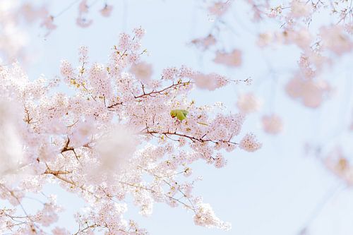 Blossom sur Myrthe Vlasveld