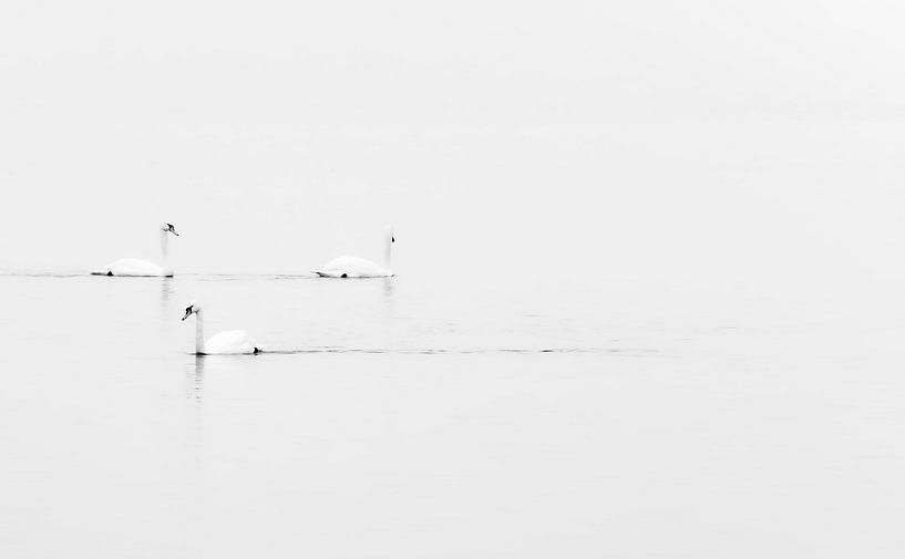 Swans by Martin van der Zee
