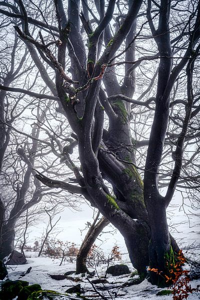Alte Buche by Andre Michaelis