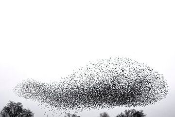 Spreeuwen groep in een bewolkte lucht aan het eind van de dag van Sjoerd van der Wal