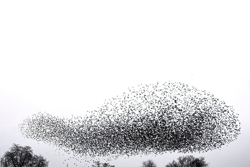 Starling murmuration in an overcast sky at the end of the day by Sjoerd van der Wal Photography