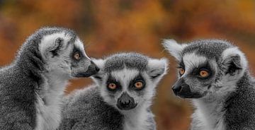 Les 3 sœurs sur Ron Meijer Photo-Art