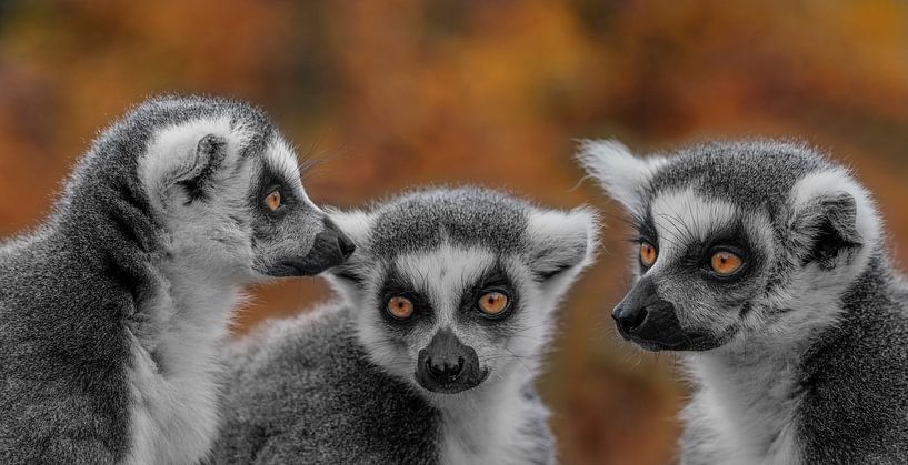 Les 3 sœurs par Ron Meijer Photo-Art