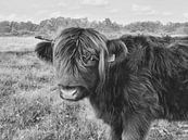 Highlander cow - black&white van Esther Venema thumbnail