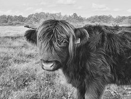 Highlander cow - black&white van Esther Venema