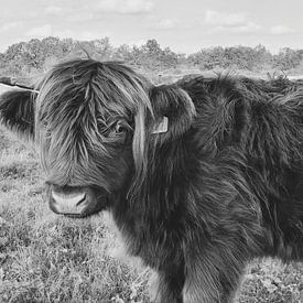 Highlander cow - black&white van Esther Venema