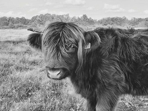 Highlander cow - black&white