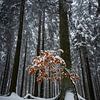 Sei anders  - Winterszene von Jens Sessler