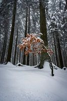 Wees anders - winterlandschap