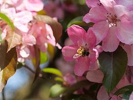 Bloesem en een bij von Laura Pickert