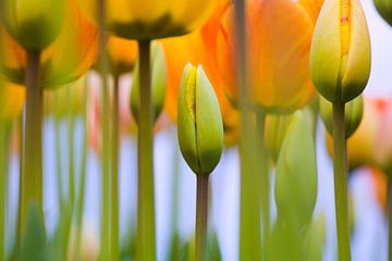 LP 70482603 Gelbe Tulpen von BeeldigBeeld Food & Lifestyle