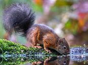 Autumn squirrel van Linda Raaphorst thumbnail