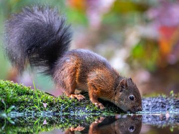 Herbst-Eichhörnchen von Linda Raaphorst