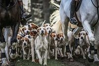 Foxhounds and horses