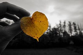 Heart leaf by Thomas Marx