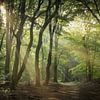 Sonnenharfen im schönen Speulder Wald von Eefje John