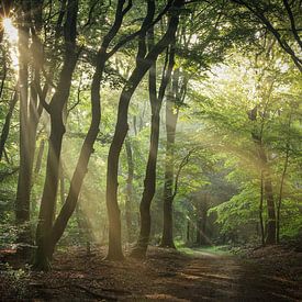 Sun harps in the beautiful Speulder forest by Eefje John