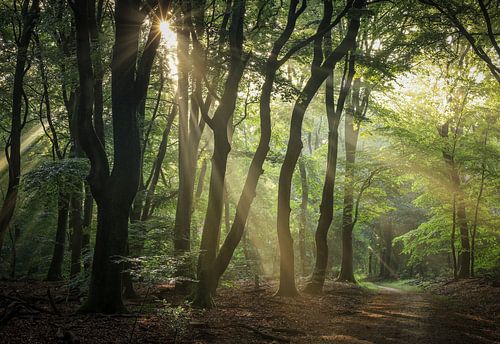 Sonnenharfen im schönen Speulder Wald von Eefje John