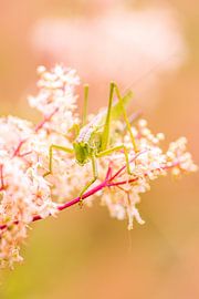 Sauterelle sur Samantha Rorijs