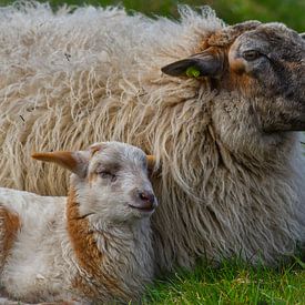 Mouton mère et enfant sur Eva De Mol