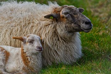 Moeder en kind schaap van Eva De Mol