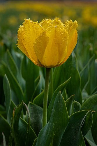 Gele tulp met ochtenddauw