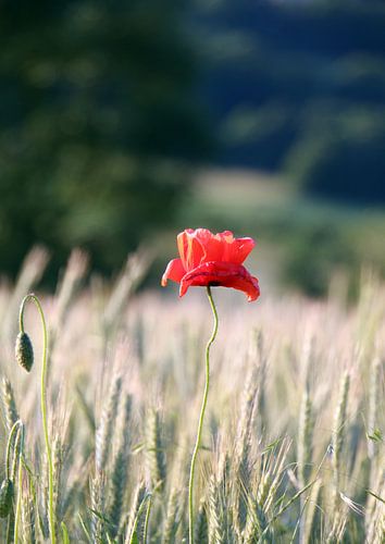 Red poppies in the cornfield