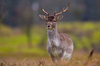 Deer in full glory