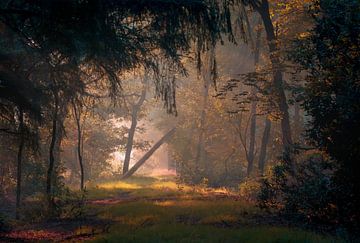 Herbstmorgen in einem Märchenwald - Dreamworlds von Rudolfo Dalamicio