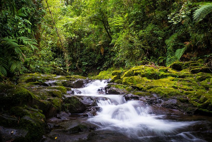 Beekje in de jungle van Panama van Michiel Dros