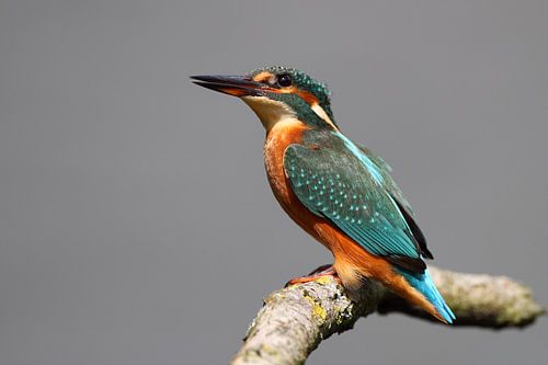 Kingfisher