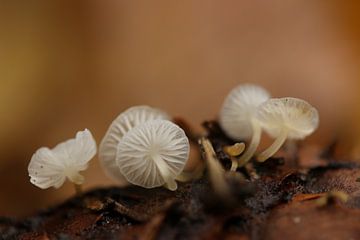 Een bosje kleine paddenstoelen van Pim van der Horst