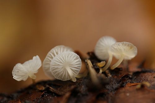 Een bosje kleine paddenstoelen