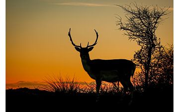 Fallow deer at sunset by Monique van Middelkoop