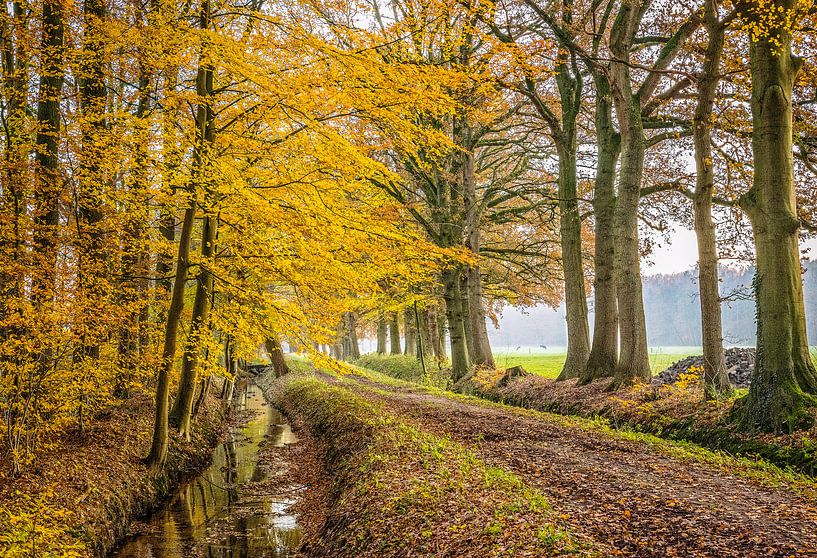 Dirt road ... van Robert Van Der Linde