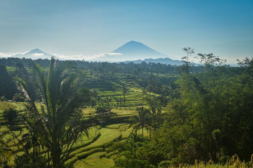 Rice fields in Bali Indonesia by Ilona Broer