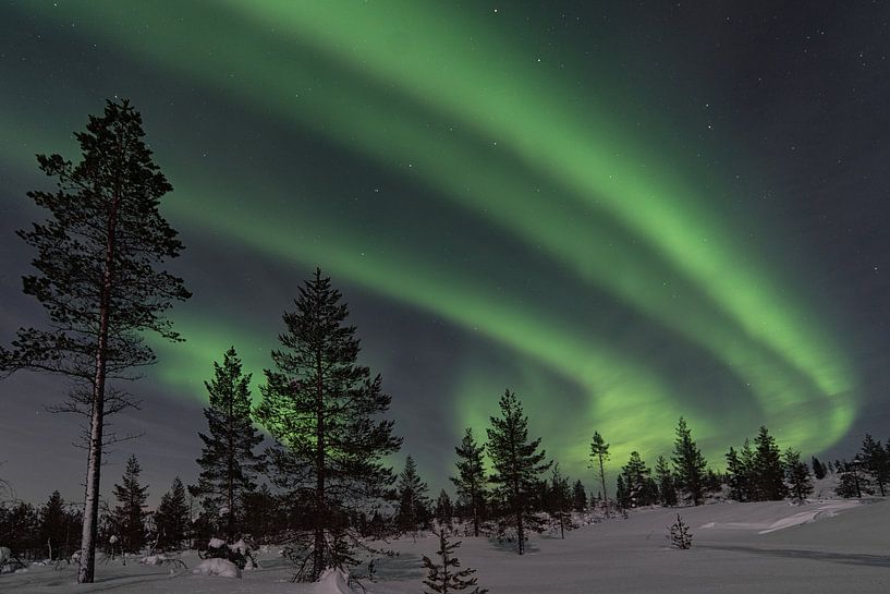 das Nordlicht mit Bäumen im Vordergrund von Robinotof